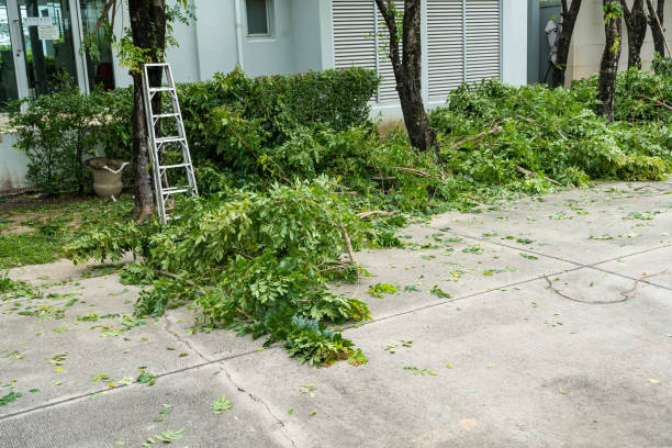 How Our Tree Care Process Works  in Bowling Green, MD